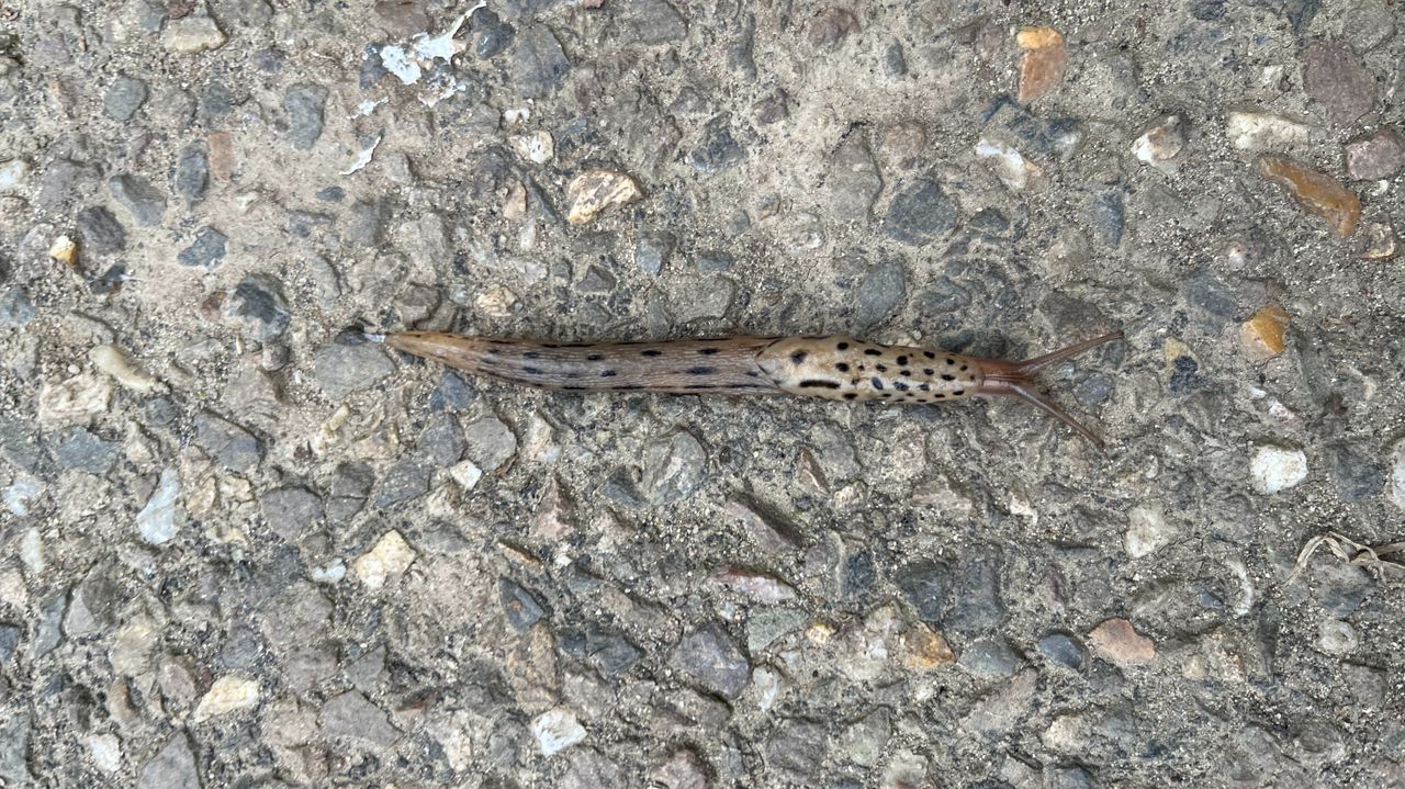 Deze tijgerslak is Europa's grootste naaktslak ( Foto Clarina Spanjaards)