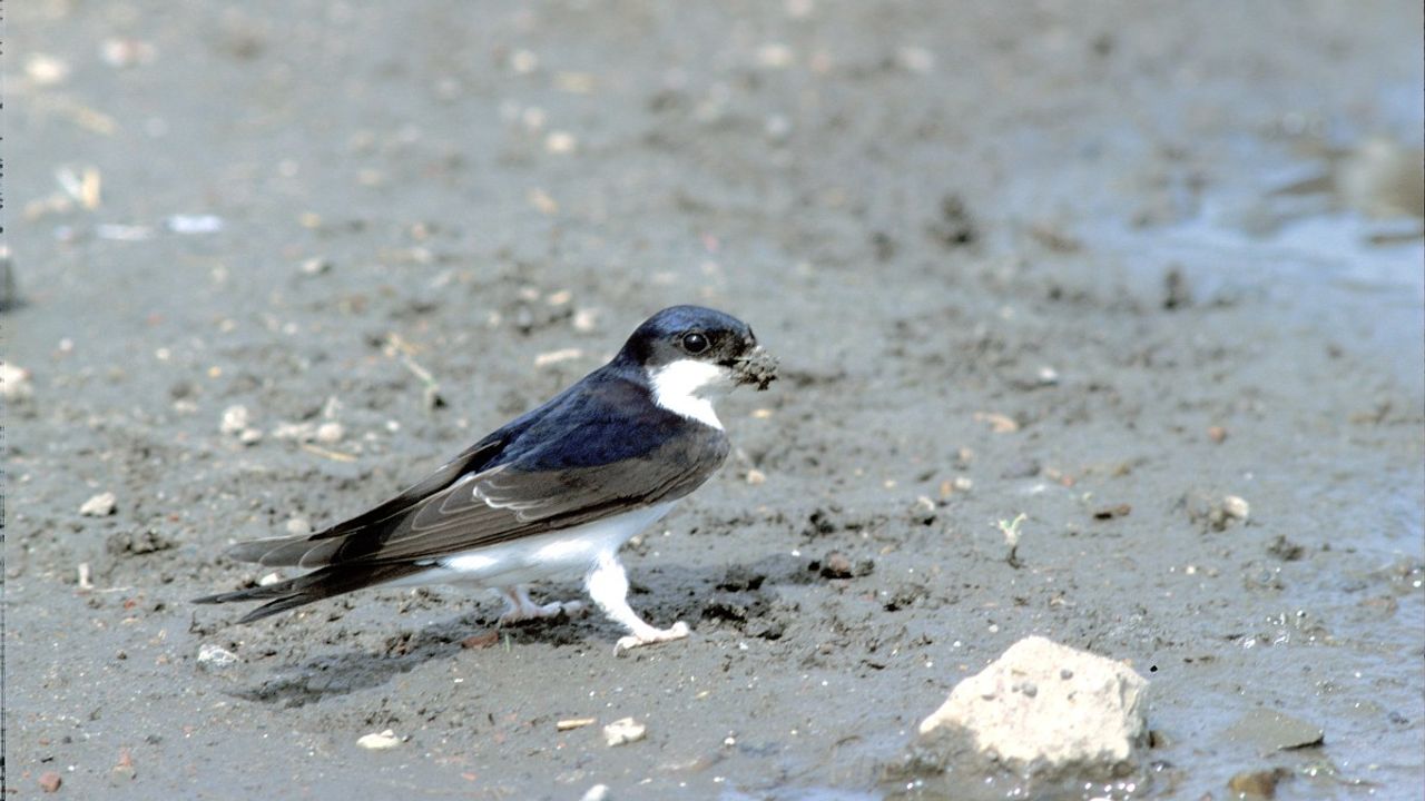 De huiszwaluw bouwt onder beschutting bolvormige nesten  (foto; Jan Nijendijk Saxifraga)