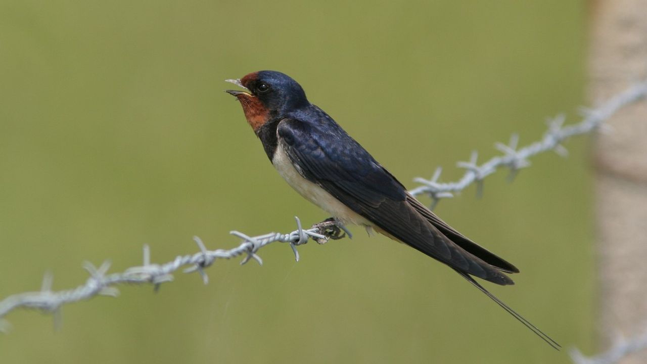 De boerenzwaluw bouwt 'wijwaterbakjes' (foto: Jaap Schelvis Saxifraga))