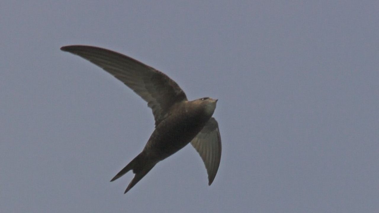 De gierzwaluw bouwt nesten op grote hoogte (foto: Luc Hoogenstein Saxifraga)