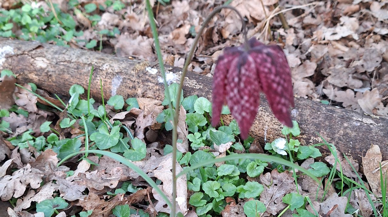 Ooit was de kievitsbloem een zeldzaamheid (foto: Mark van de Goor)