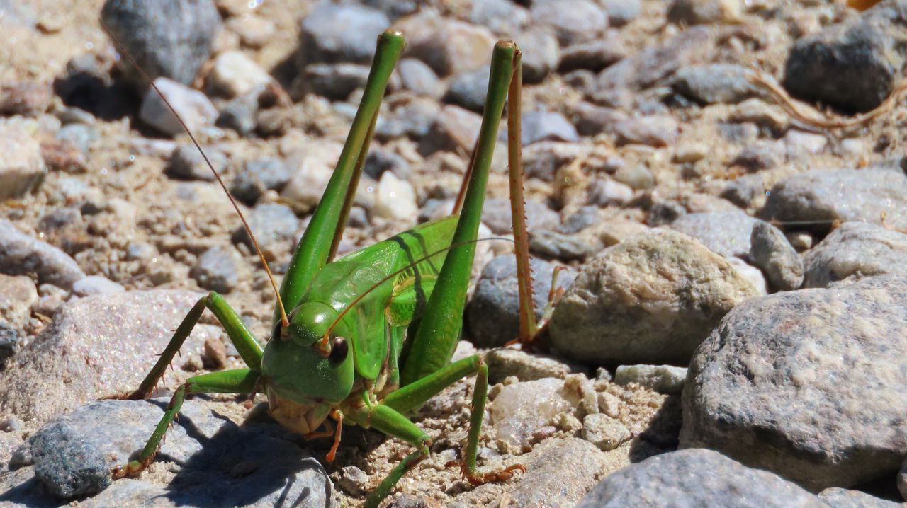 Ee wrattenbijter (foto: Patricia Smulders).