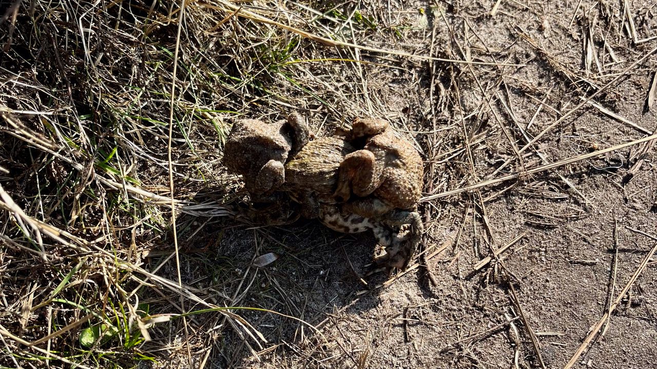 Vrouwtjespad met mannetjes op de rug (foto: Ine Balmer).
