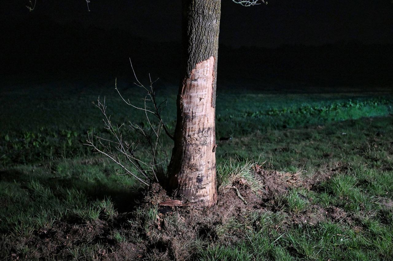 Foto: Toby de Kort/Persbureau Heitink.