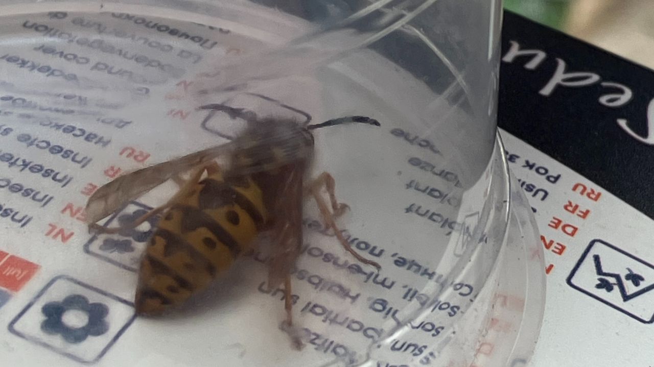 De koningin van een Duitse wesp (foto: Edith van Dijk).