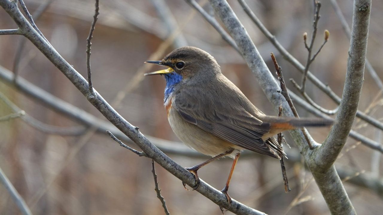 Een blauwborst.