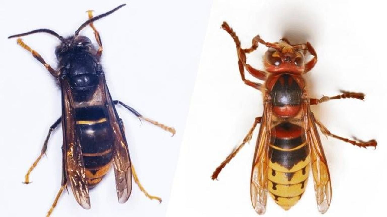 De Aziatische hoornaar (links) en de Europese hoornaar.