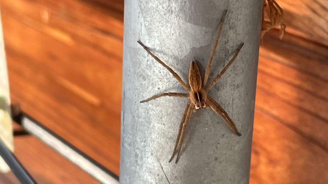 Een kraamwebspin (foto: Niels Geurtjens).