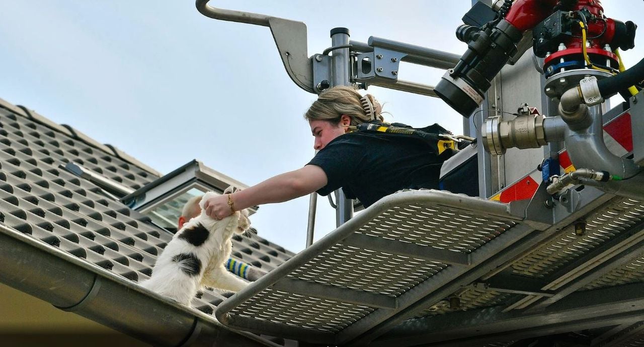 Het baasje haalt haar kat van het dak (foto: Rico Vogels/SQ Vision).