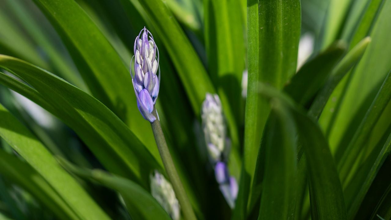 Een boshyacint (foto: Arno Lucas).