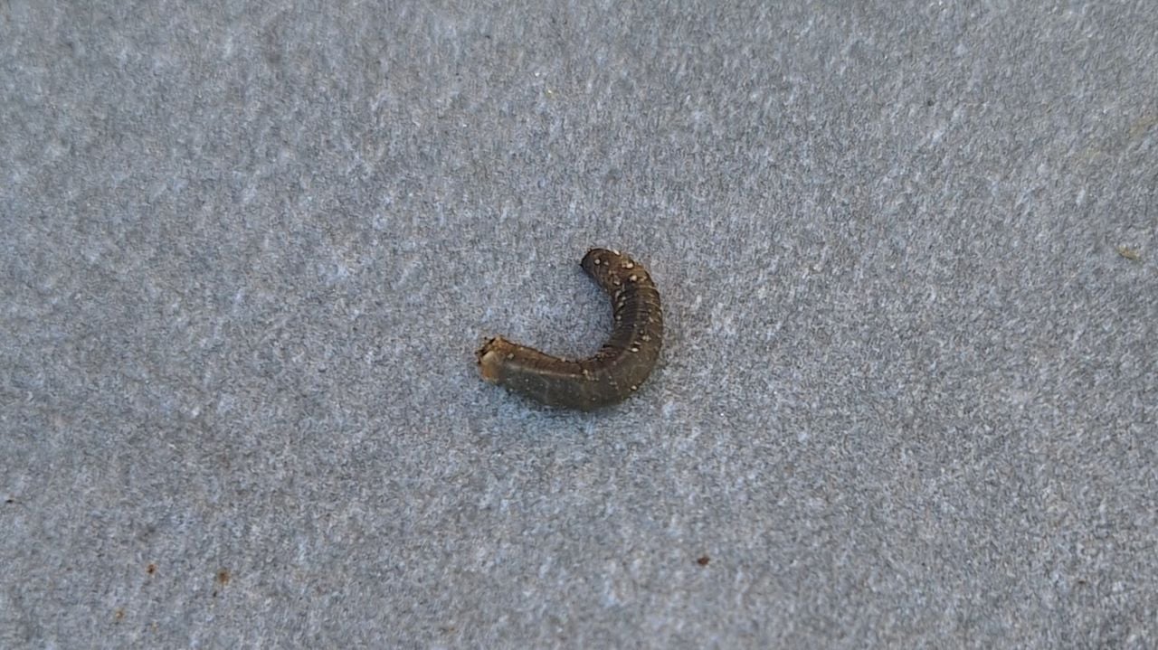 De larve van een langpootmug (foto: Yvonne Kimenai).
