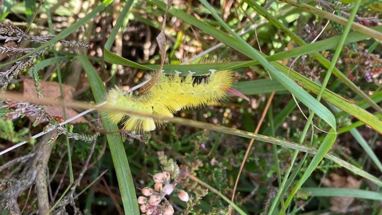 De rups van de meriansborstel (foto: Frans Kapteijns).