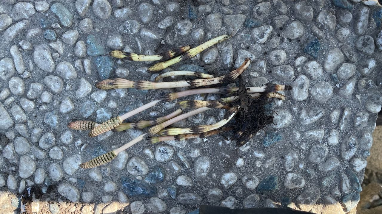 Fertiele stengels van de heermoes (foto: Ad Bink).