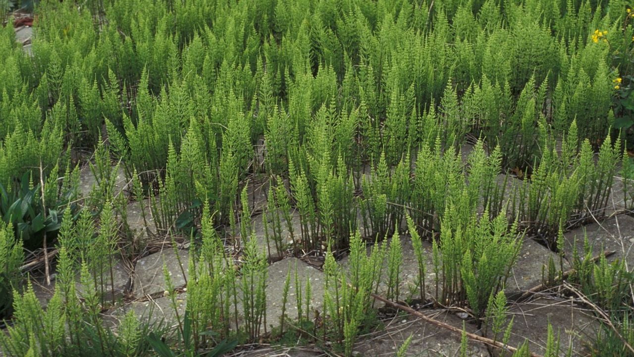 Akkerpaardenstaart (foto: Saxifraga/Piet Zomerdijk).