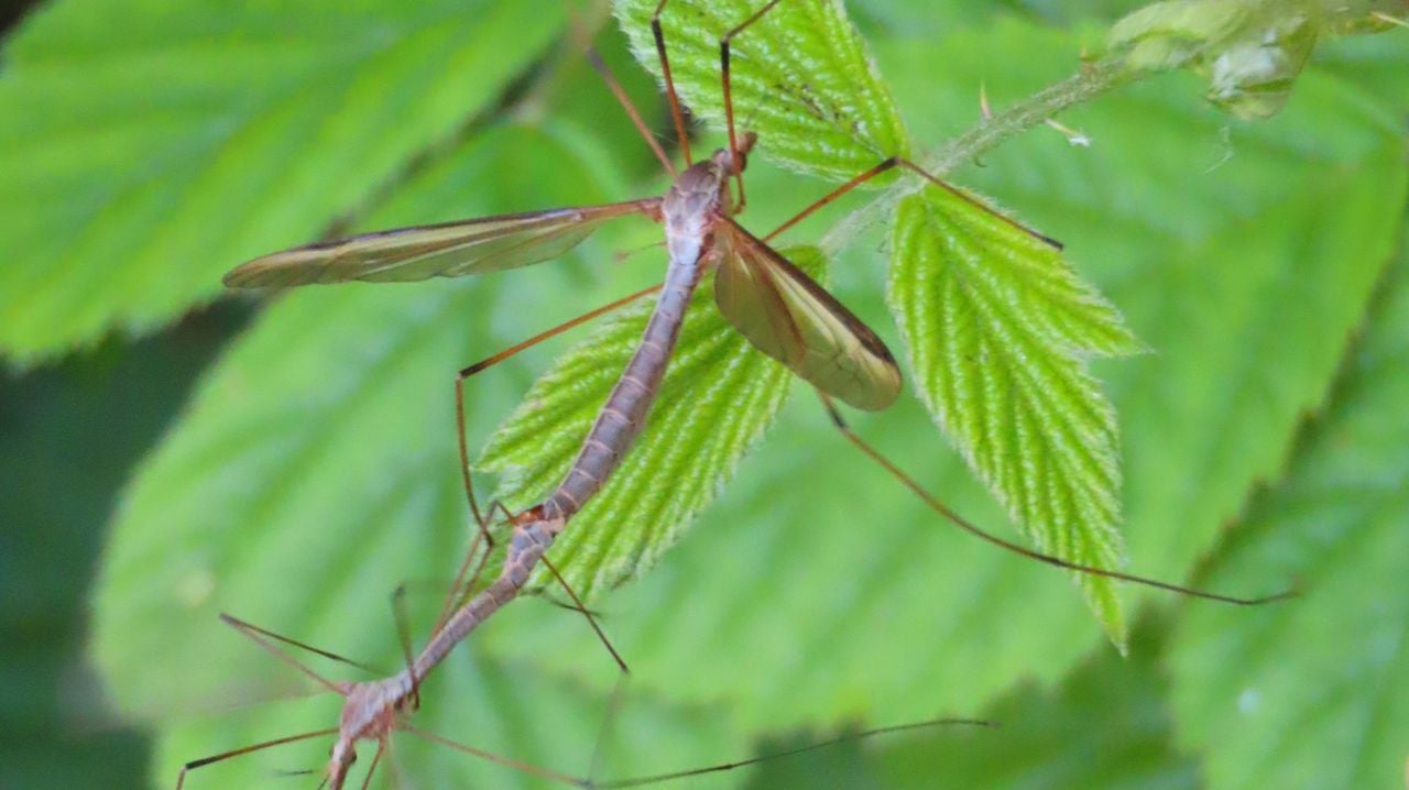 Parende langpootmuggen (foto: Patricia Smulders).