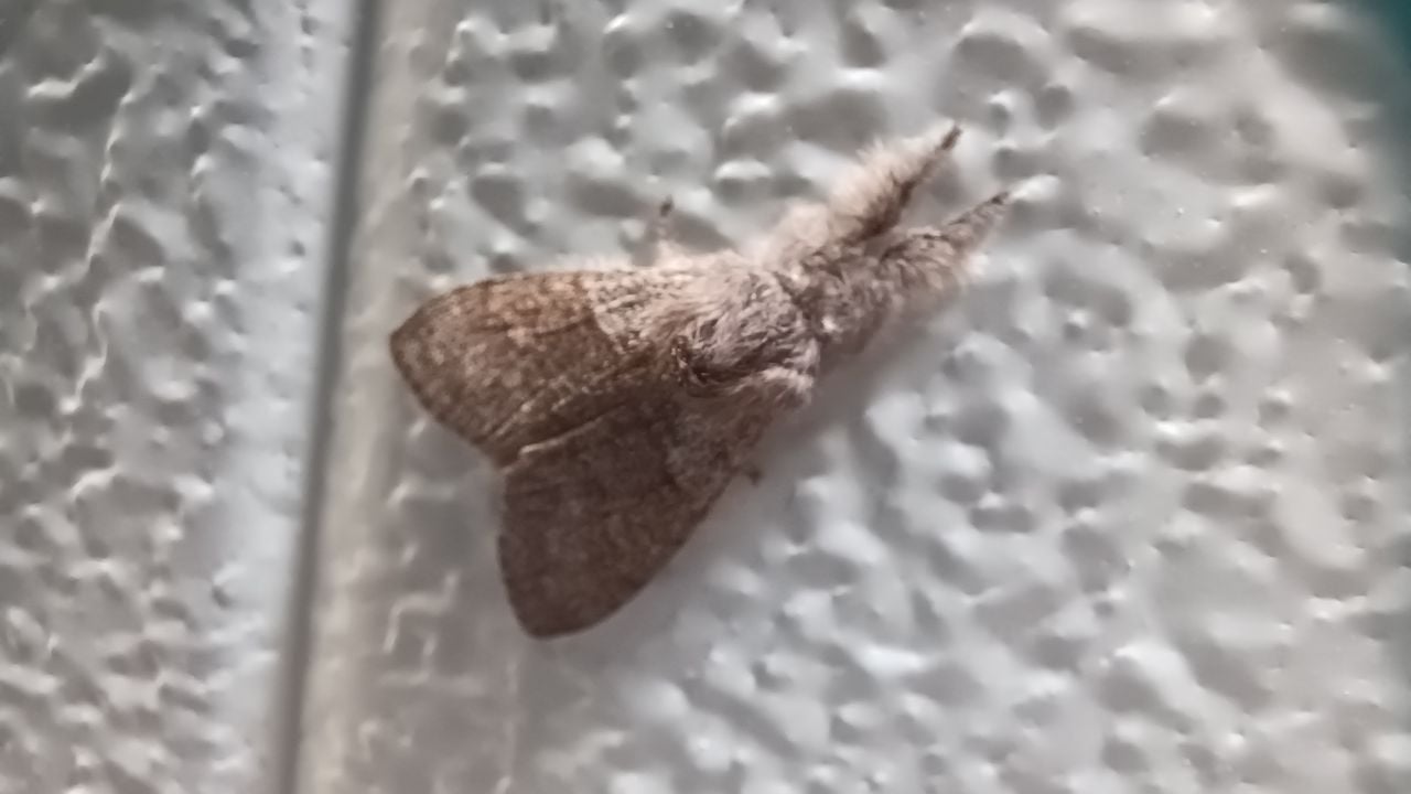 Een meriansborstel (foto: Martien van Helmond).