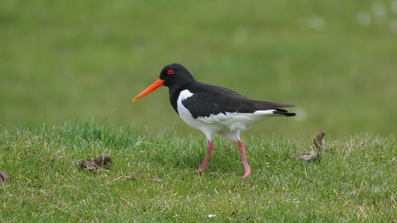Een scholekster (foto: Saxifraga/Jaap Schelvis).
