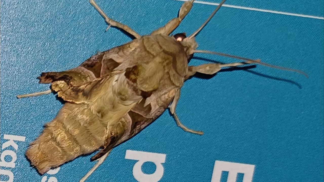 Een agaatvlinder (foto: Nelly van der Heijden).