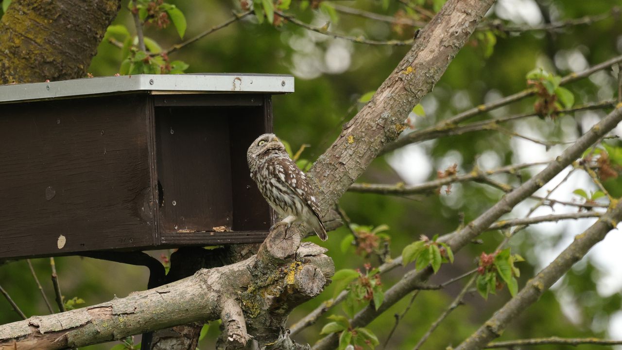 Een steenuil (foto: Astrid Windmeijer).