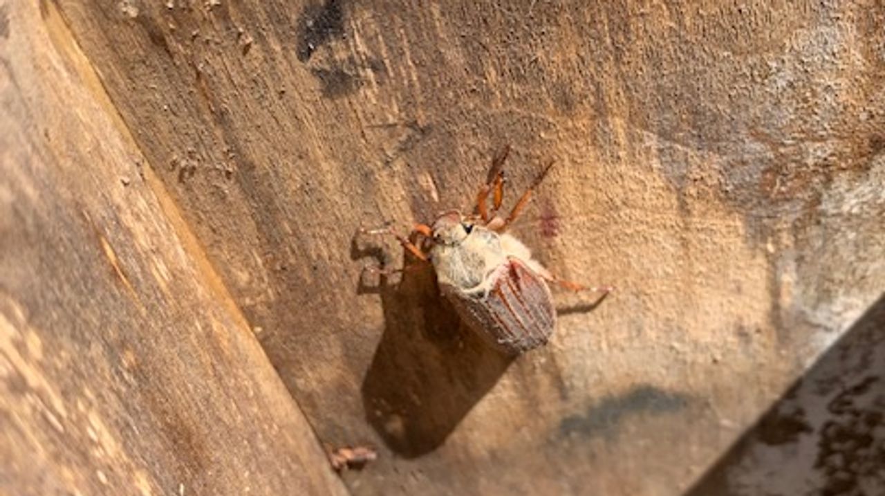 Een meikever (foto: Ria Kuijpers).