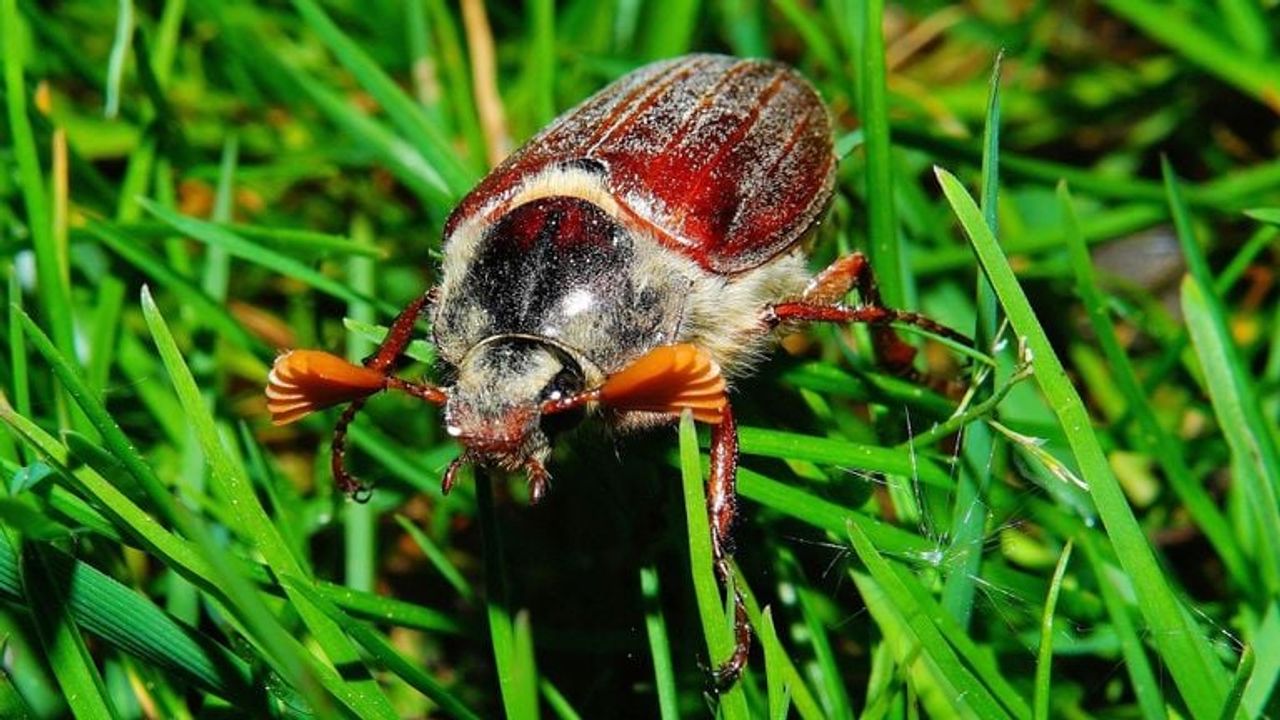Een mannetje van de meikever (foto: Karsten Paulick/Pixabay).