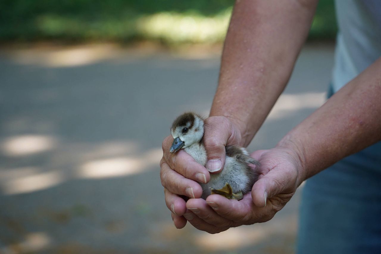 Foto: Jeroen Stuve/Persbureau Heitink.