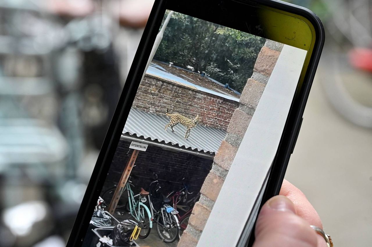 Django op het dak (foto: Toby de Kort/Persbureau Heitink).