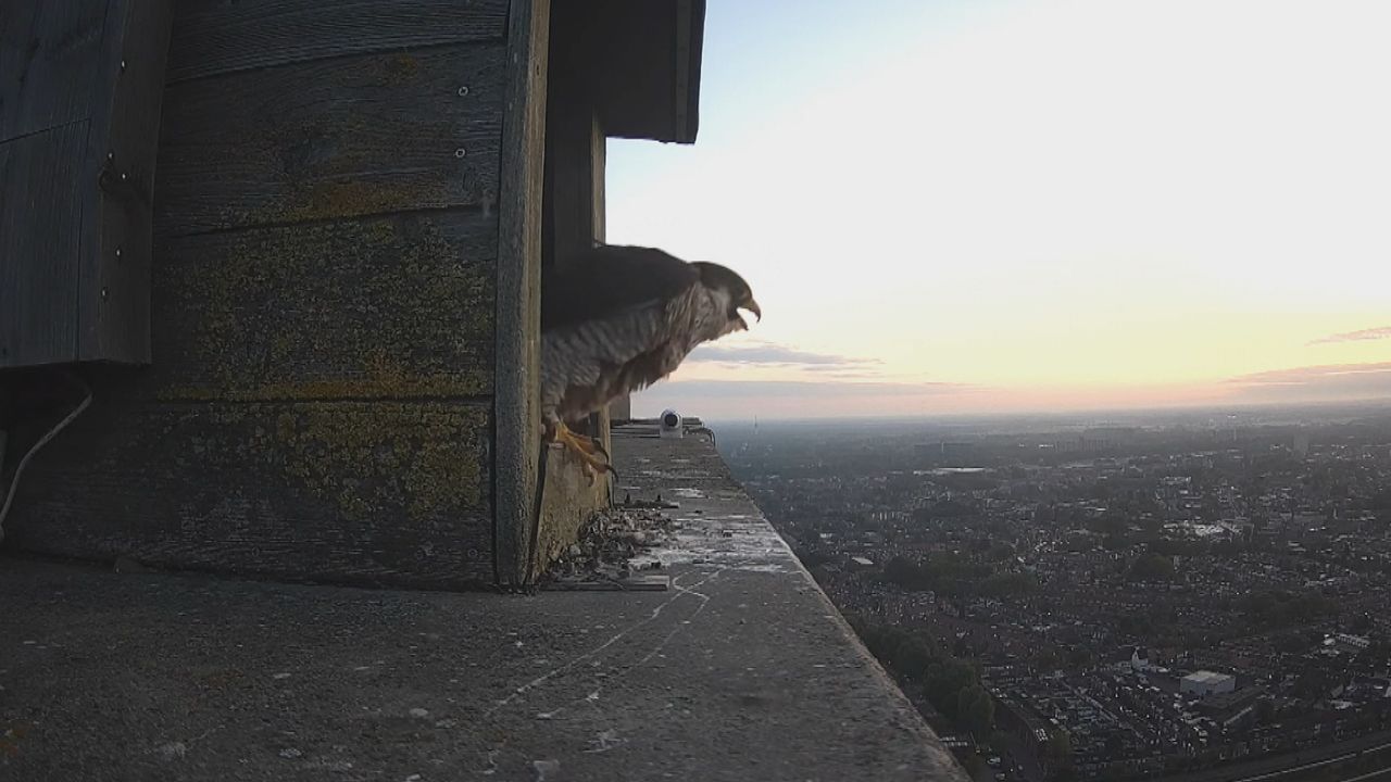 De slechtvalk is het snelste dier ter wereld (foto: Omroep Tilburg).