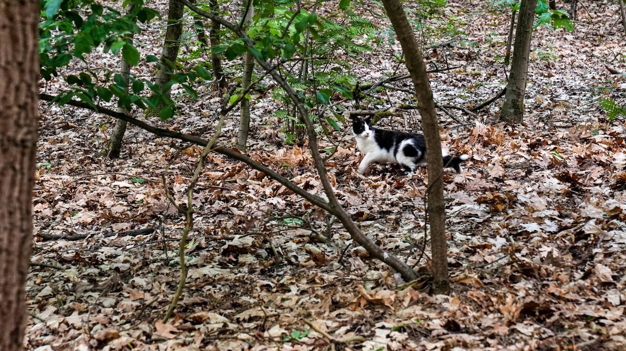Toen de kat uit de boom werd gehaald, ging hij er snel weer vandoor (foto: Harrie Grijseels/Persbureau Heitink).