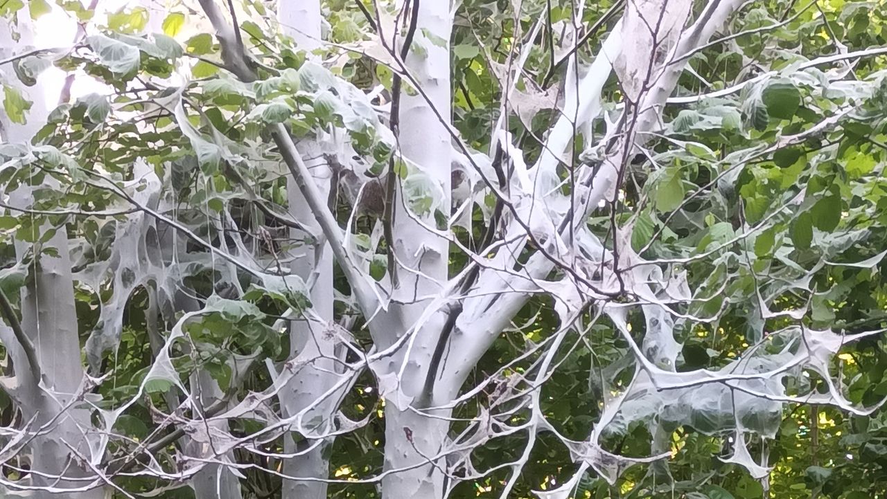 Ingepakt door rupsen van de stippelmot (foto: Wim van der Zanden).