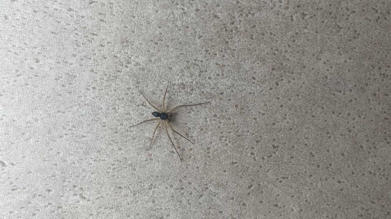 Een zwartrugrenspin (foto: Hans Janssen).