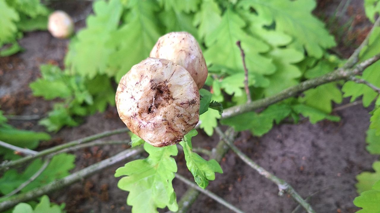 Aardappelgallen (foto: Lis Schrijver).