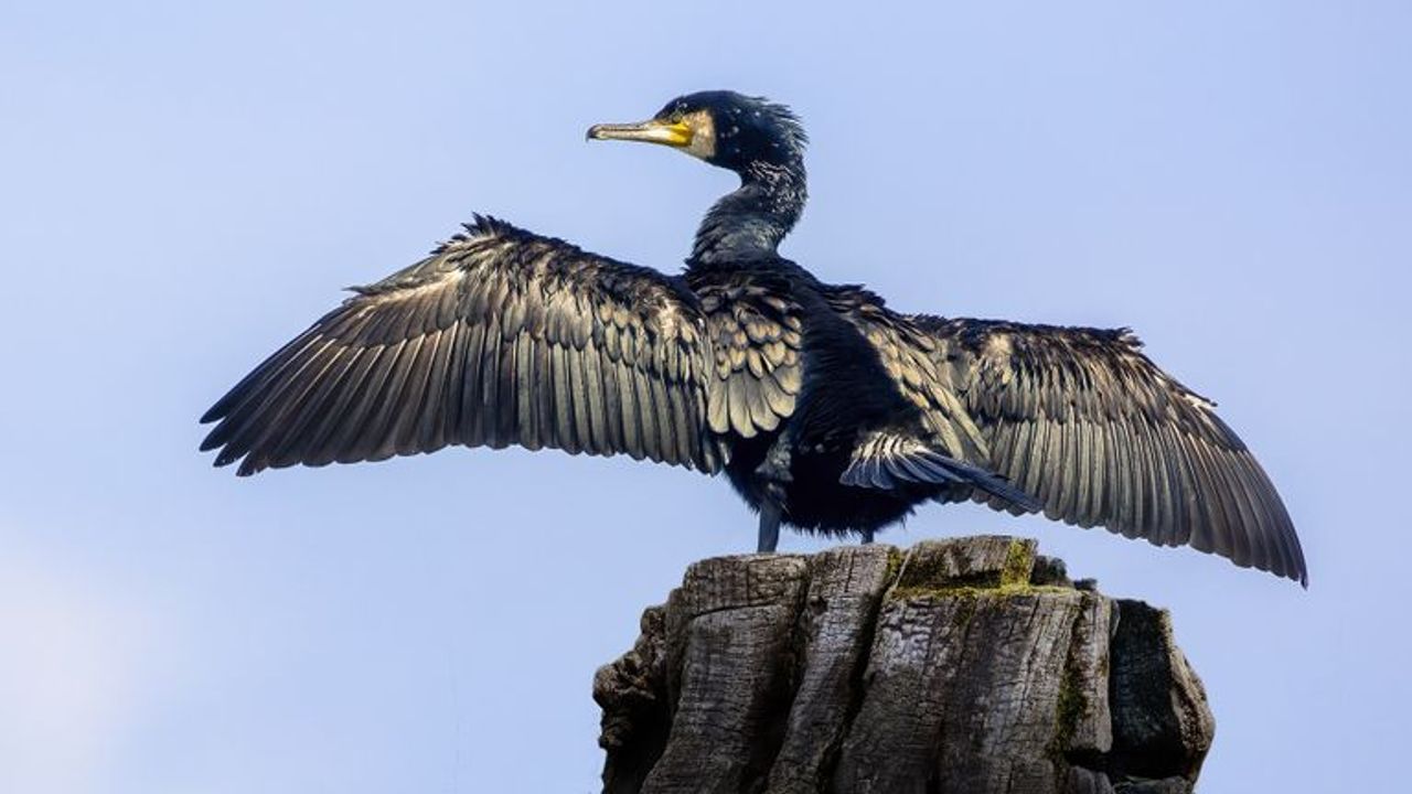 Een aalscholver (foto: Luigi/Pixabay).