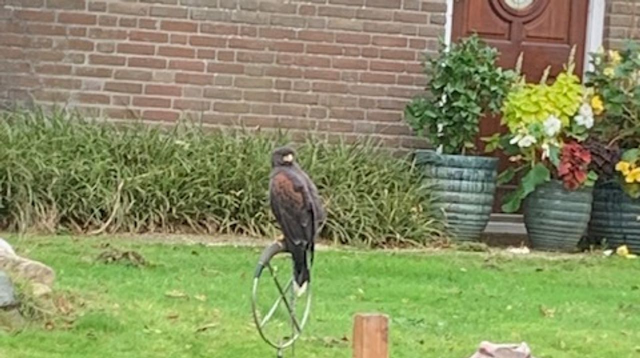 Een woestijnbuizerd (foto: Kees Weijters).