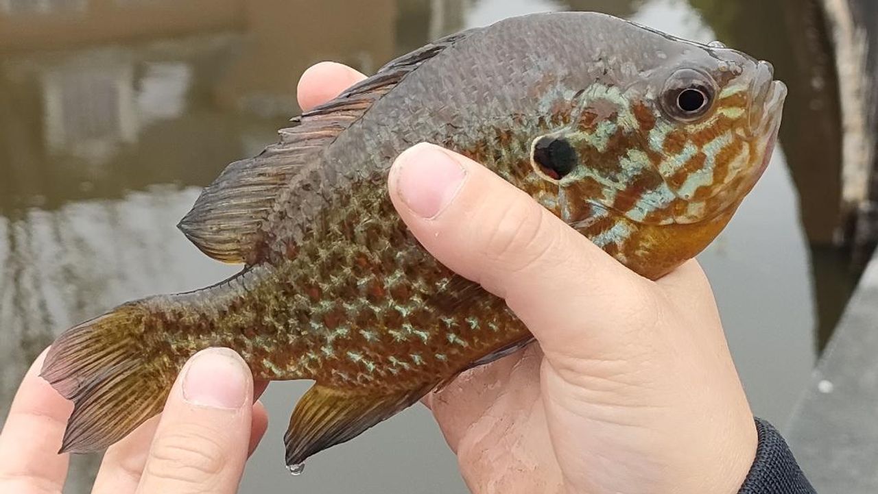 Een zonnebaars (foto: Ruud Jorissen).