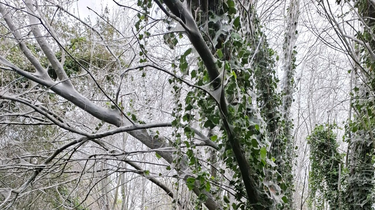 Het werk van spinselmotten (foto: René van Engelen).