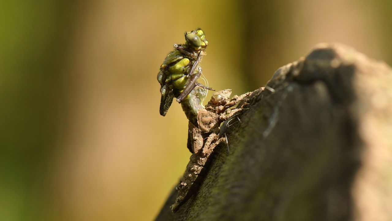 Een uitsluipende beekrombout (foto: Bas van Sambeek uit Boxtel).