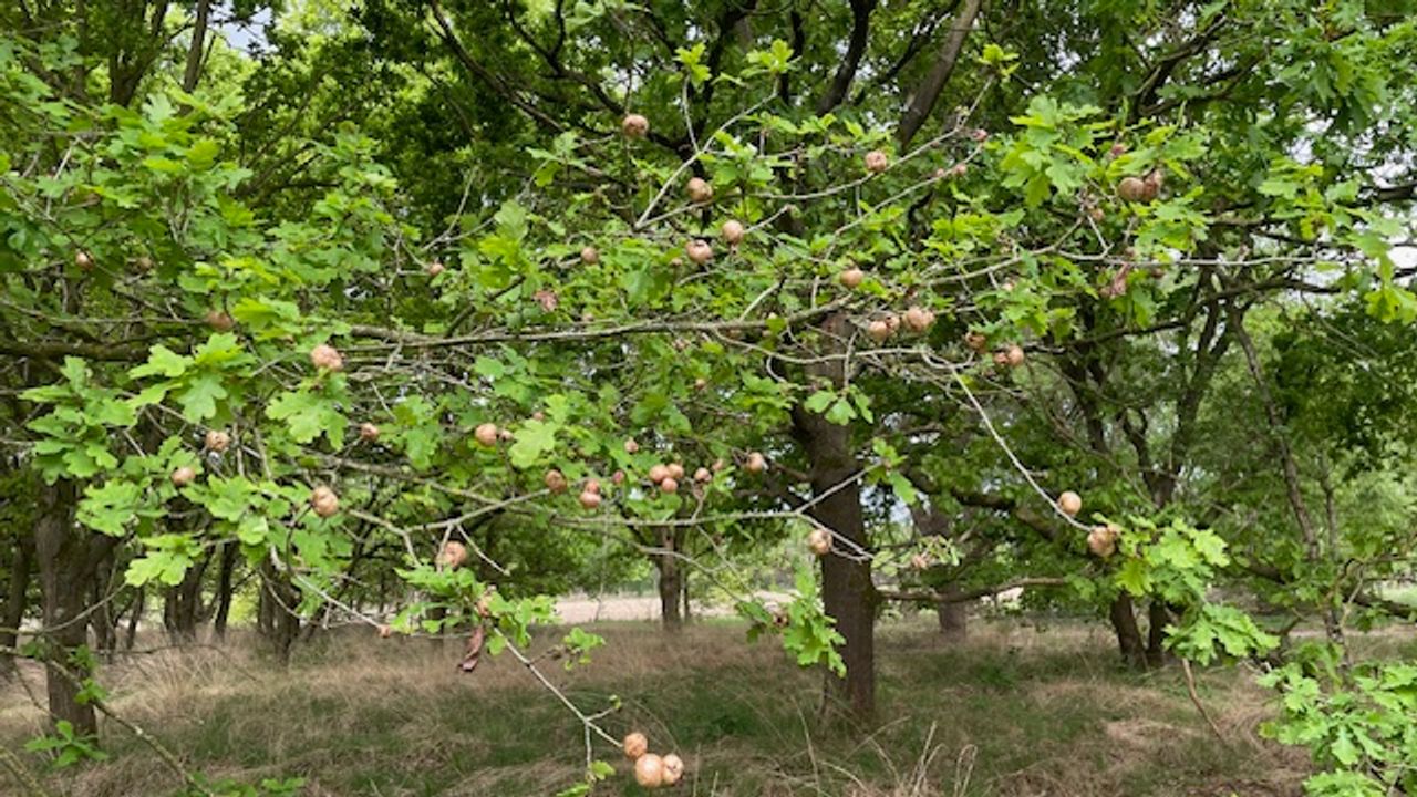 Veel aardappelgallen (foto: Ellen van Vlierden).