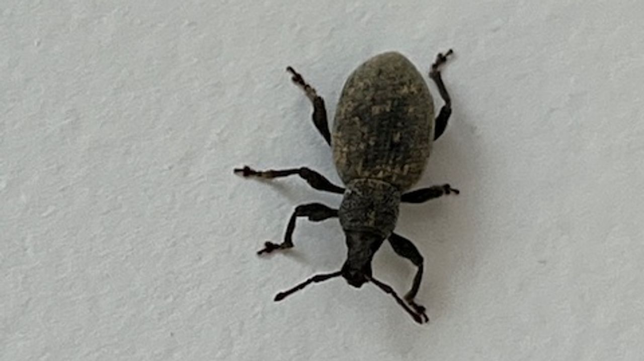 De gegroefde lapsnuitkever (foto: Laurens uit Oss).