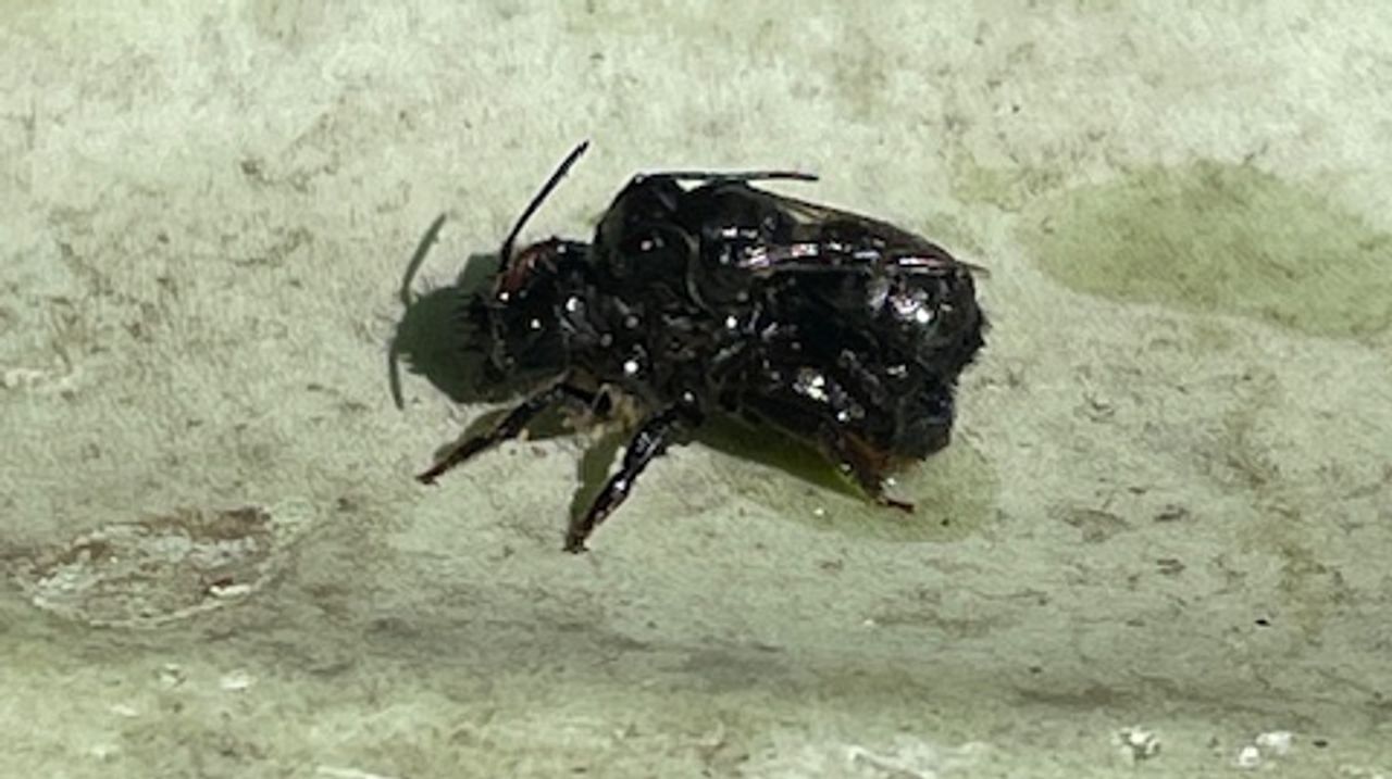 De paring van twee zandbijen (foto: Noortje van den Broek).