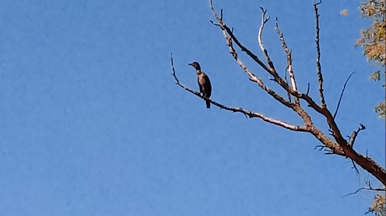 Mevrouw Pigmans zag deze vogel op een tak langs de Molenbeek in Roosendaal (foto: mevrouw Pigmans.).