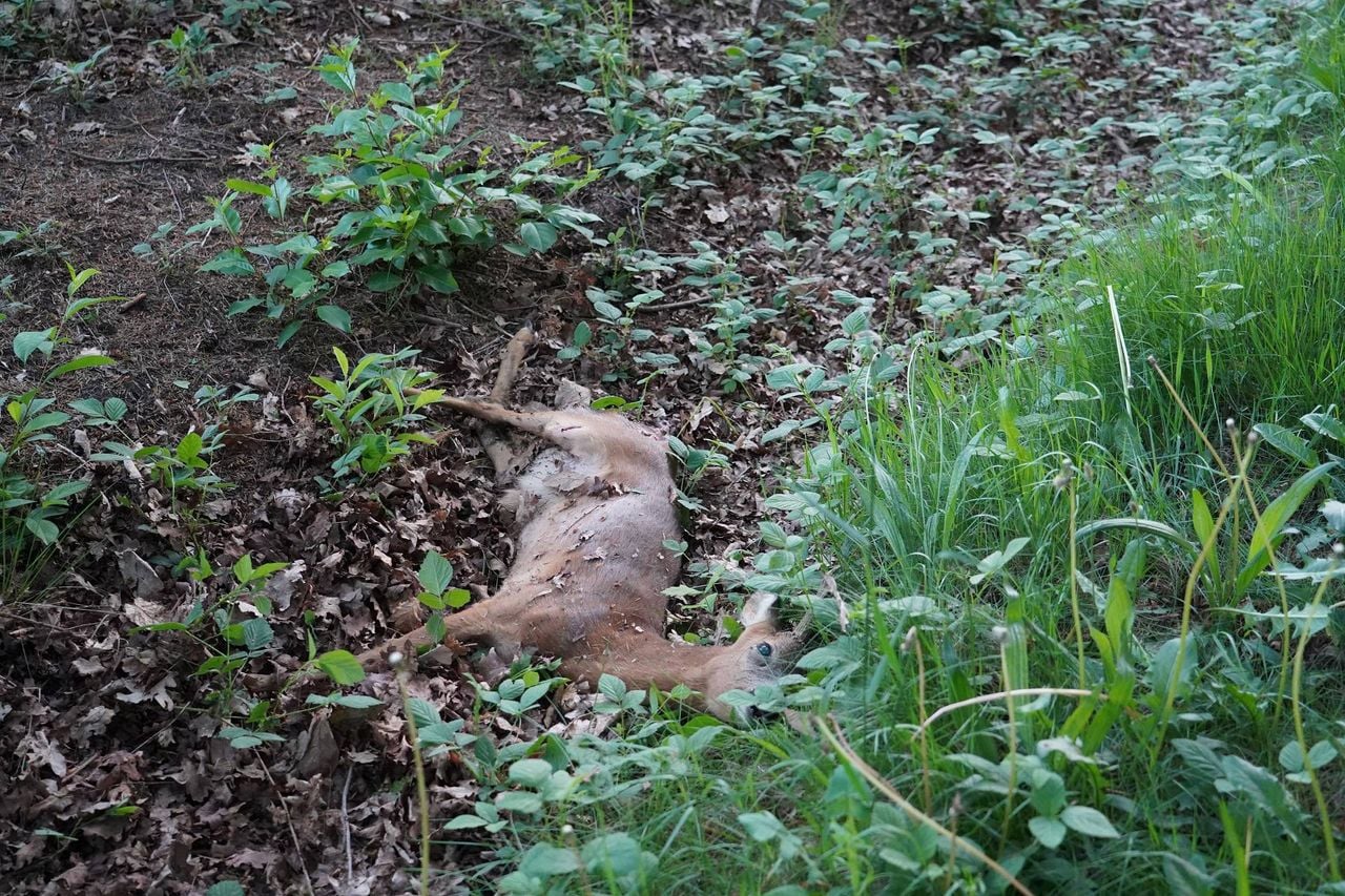 Foto: Jeroen Stuve/Persbureau Heitink.