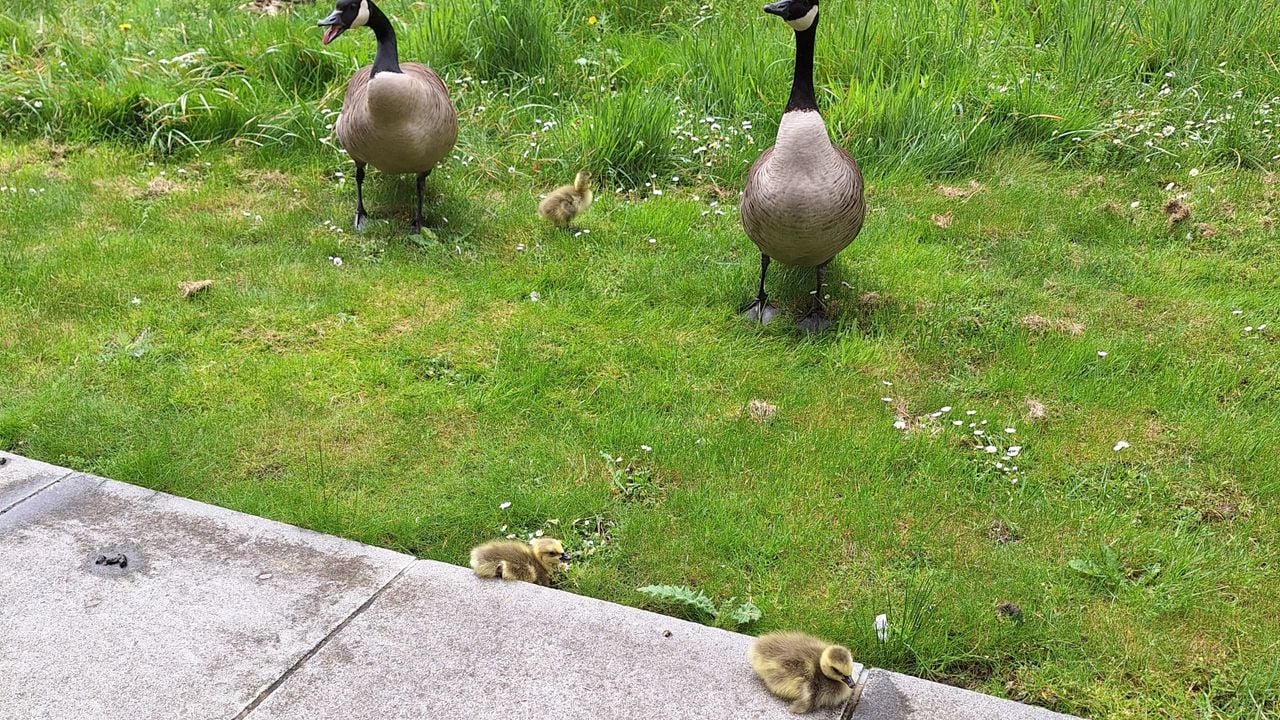 De babygansjes staan weer met twee pootjes op de grond (foto: Erna van Dussen).