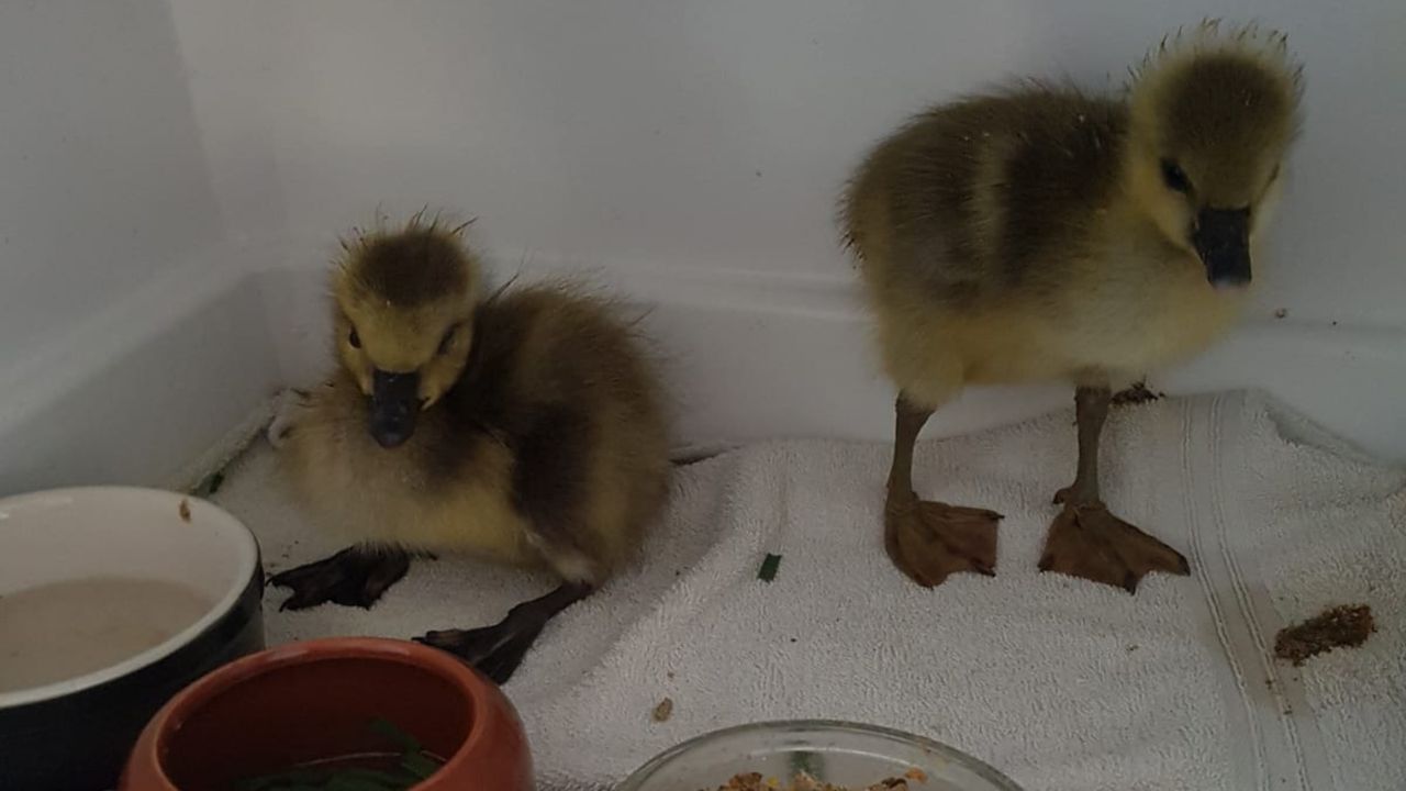 Het gansje (links) in de couveuse (foto: Stichting Wildopvang Someren).