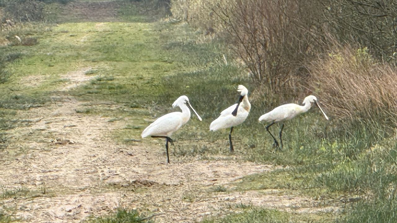 Lepelaars op de Nianadreef (foto: Monique Spijkers).