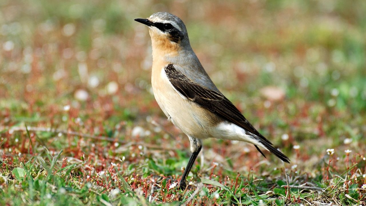 Een tapuit (foto: Saxifrage/Piet Munsterman).