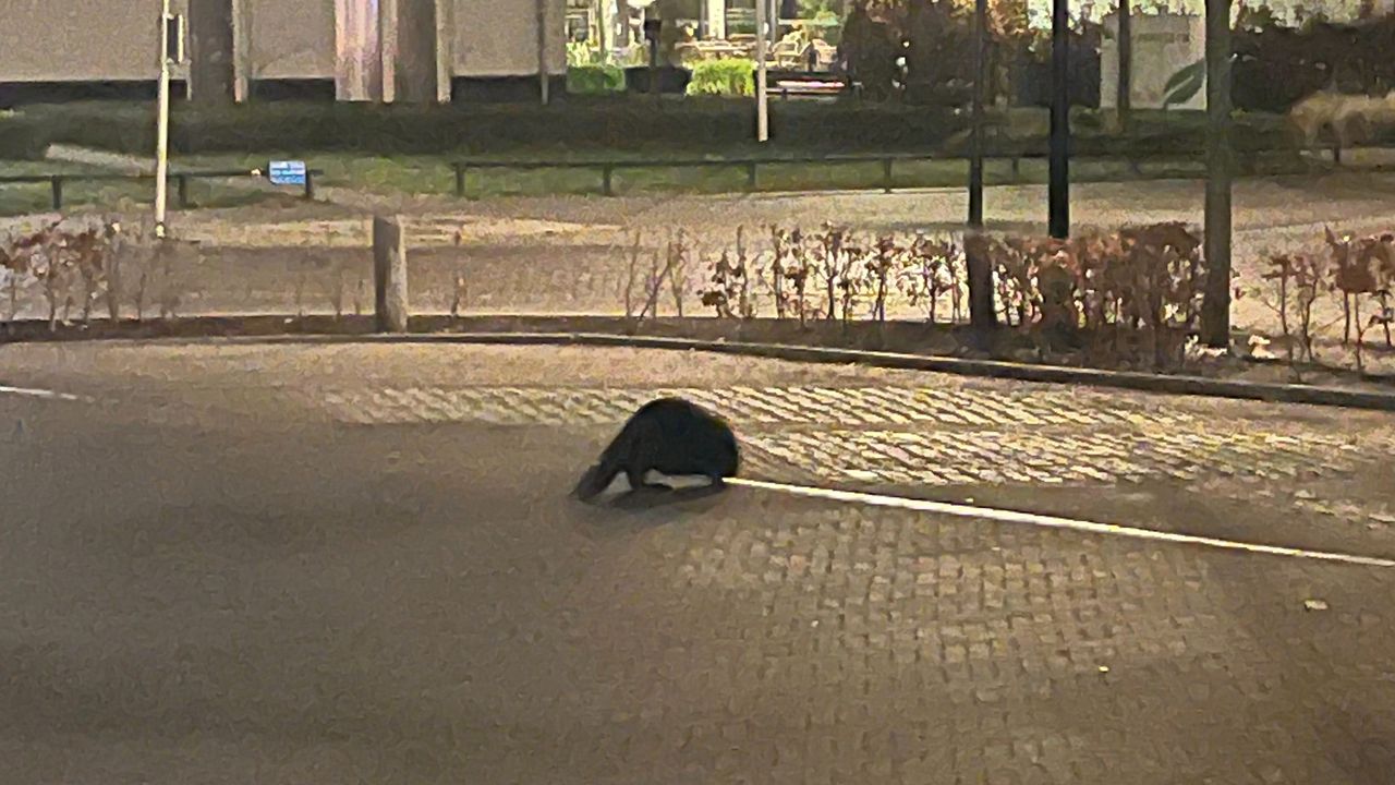 Een bever midden in Haaren (foto: Anne Mols).