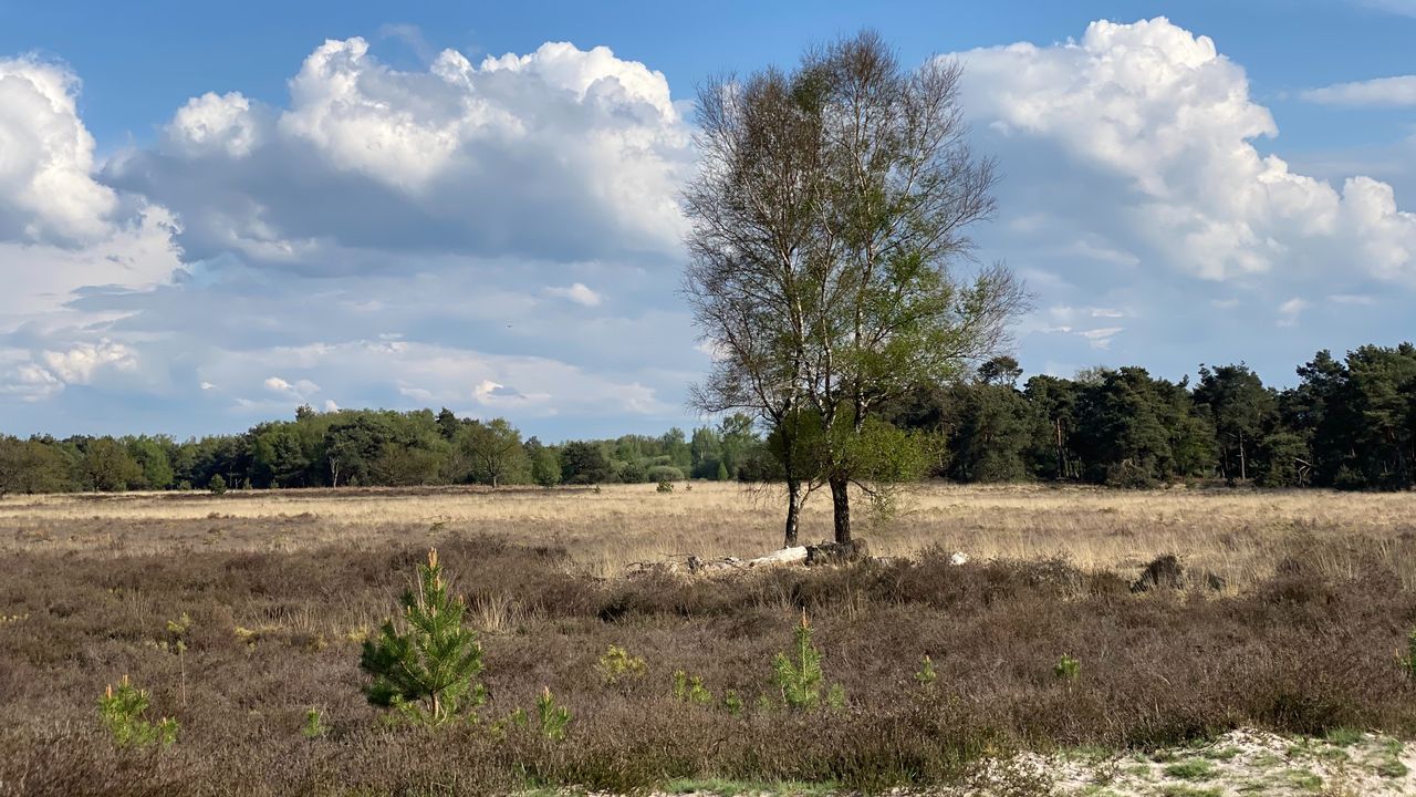 Natuurgebied Kampina in mei (foto: Frans Kapteijns).