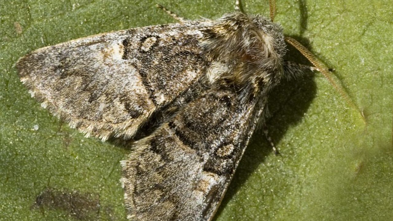 Een hazelaaruil (foto: Saxifraga/Marijke Verhagen).