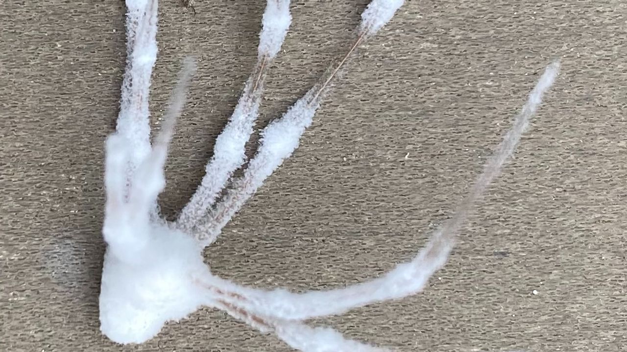 De spin die Mari vond (foto: Mari Kieneker).